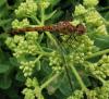 Sympetrum striolatum
